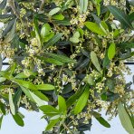 Olivovník európsky (Olea europaea) (-12°C) - výška 80-100 cm, kont. C5L – na kmienku